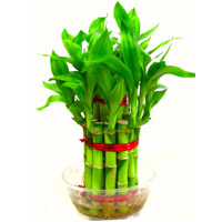 Christmas Gifts to Mumbai Same Day Delivery consist of Lucky Bamboo Plant.