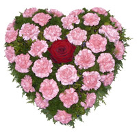 Yellow Carnation Heart 24 Flowers to Mumbai 36 Pink Carnation Heart Arrangement