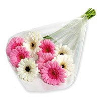 Best Diwali Flowers in Andheri Mumbai. Pink White Gerbera Bouquet 12 Flowers