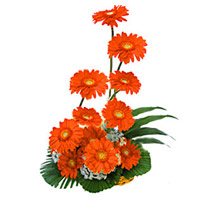 Send Rakhi with Flowers. Orange Gerbera Basket of 12 Flowers to Mumbai