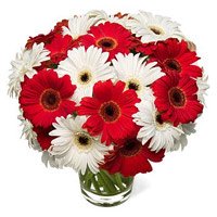 Diwali Flowers in Mumbai to Send Red White Gerbera in Vase 20 Flowers in Mumbai