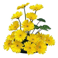 Deliver Diwali Flowers in Mumbai. 15 Yellow Gerbera in Basket Flowers to Mumbai Same Day