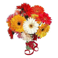 Send Christmas Flowers in Amravati inclusive Mixed Gerbera Bouquet 12 Flowers to Mumbai