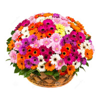 Flower Delivery in Mumbai - Mix Gerbera Basket