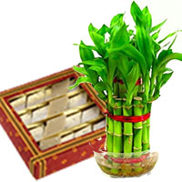Deliver Gifts in Mumbai. Lucky Bamboo Plant with 500 gm Kaju Katli