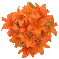 Wedding Flower Delivery in Mumbai