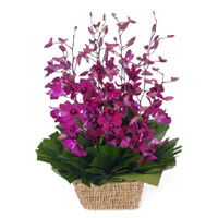 Online Rakhi Delivery of 10 Purple Orchids Basket Flowers to Mumbai