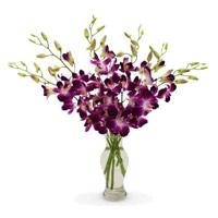 Best Online Flower Delivery in Mumbai comprising of Purple Orchid Vase 10 Flowers Stem on Rakhi