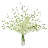 Rakhi to Mumbai with White Orchid Vase 10 Flowers Stem