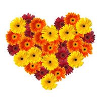 Buy Diwali Flowers in Mumbai consisting Online Mixed Gerbera Heart 50 Flowers to Mumbai