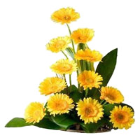 Best Flowers to Mumbai Online send to Yellow Gerbera Basket of 12 Flowers in Mumbai