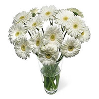 Diwali Flowers Delivery to Mumbai including White Gerbera in Vase 12 Flowers