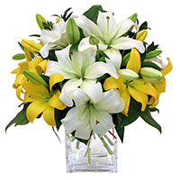 Send Rakhi to Mumbai with White Yellow Lily Vase 8 Flower Stems